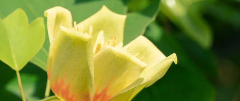 В Мукачеві квітнуть тюльпанові дерева