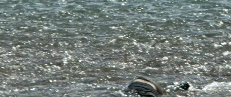 Вчора на Закарпатті прикордонники виявили трьох потопельників у Тисі