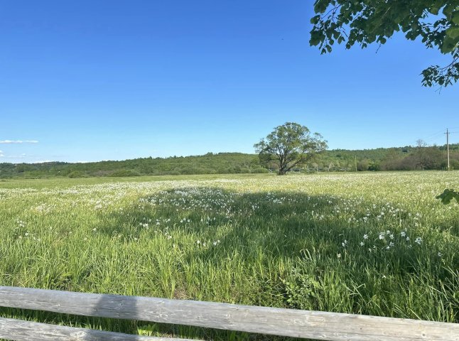 На Закарпатті — пік цвітіння у Долині нарцисів