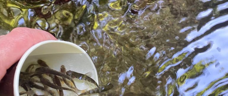 На Перечинщині в річку випустили понад 8 тис. мальків форелі