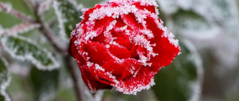 В деяких районах Закарпаття можливі заморозки