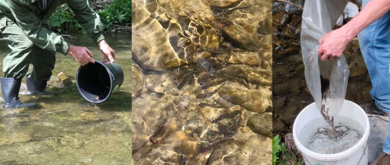 У закарпатську річку випустили 8 600 мальків форелі