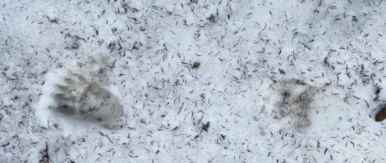 Поруч із державним кордонами зʼявилися багато ведмедів