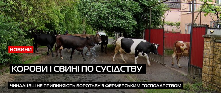 Сусідські війни в Чинадієві: 25 корів, 7 коней та 50 свиней живуть через паркан із людьми (ВІДЕО)