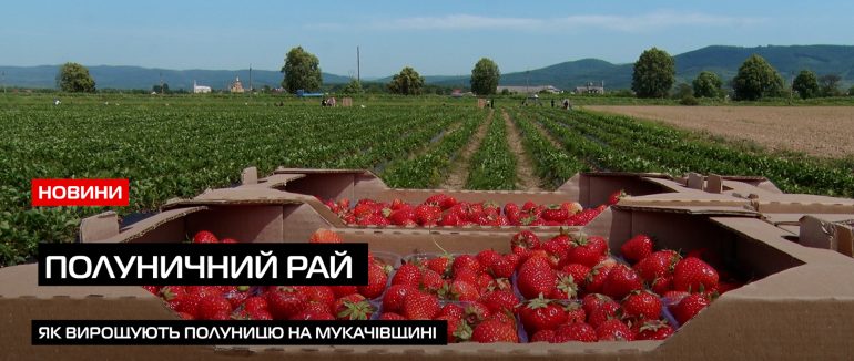 Полуничні плантації: на Мукачівщині активно збирають смачну ягоду (ВІДЕО)