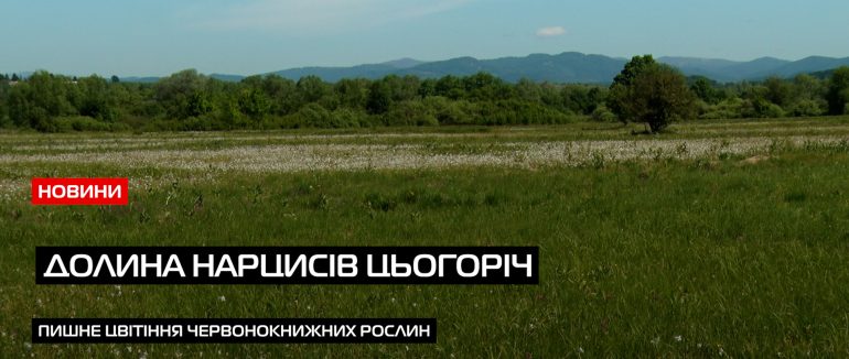 Долина Нарцисів: коли на Закарпатті квітне найбільша ділянка нарцисів в Європі (ВІДЕО)