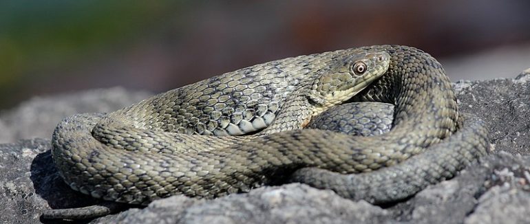 На Закарпатті за місяць сімох людей покусали змії