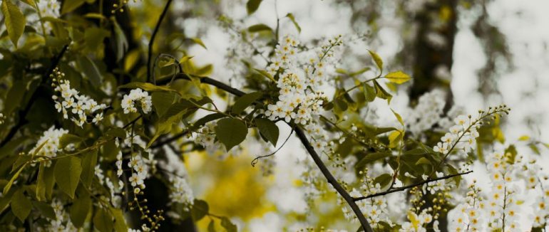 Не садіть на ділянці одне дерево — воно розплідник попелиці та гусениць