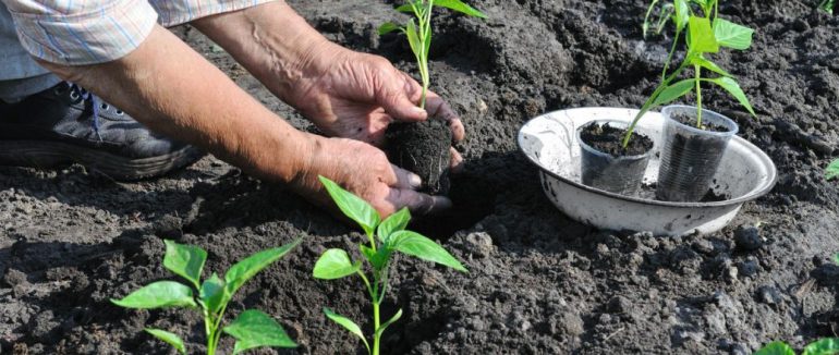 Як захистити розсаду від заморозків: дієві запобіжні заходи