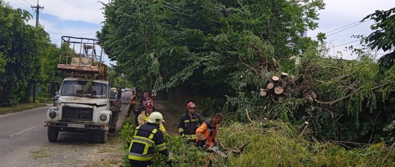 В Ужгороді впало дерево і перегородило дорогу