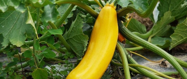 Поставлять урожай під загрозу: три помилки, які гублять кабачки ще до зав’язі плодів