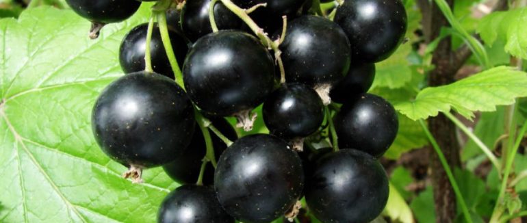 Підживлення смородини навесні: способи підгодівлі та терміни