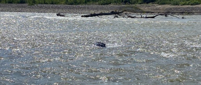Плив річкою без ознак життя: прикордонники виявили потопельника у Тисі