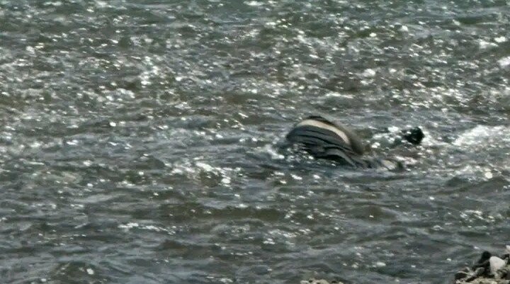 На Тячівщині знайшли тіло потопельника