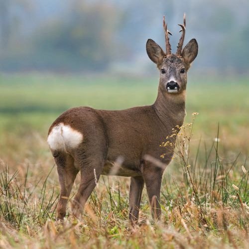 На Закарпатті все частіше дикі козулі спускаються з високогір’я до населених пунктів