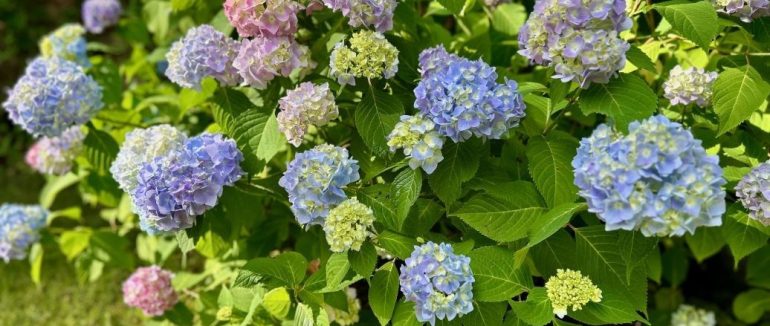 Топ-5 помилок, які роблять садівники-початківці