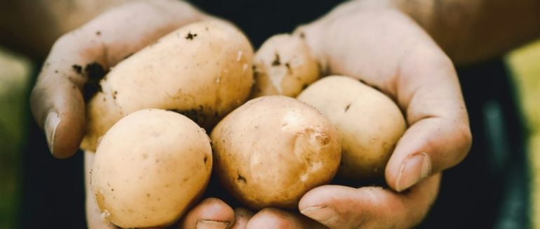 Картопля буде велика і крохмалиста, а потрібно всього 6 грамів добрива — важливо, не переборщити