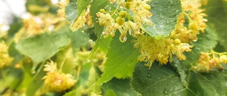 У замку “Паланок” розквітло “Дерево Свободи”