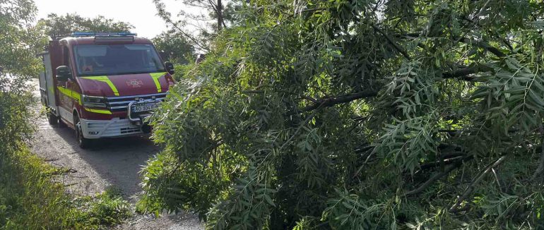 Негода в Закарпатті: Падіння дерев та знеструмлені населені пункти