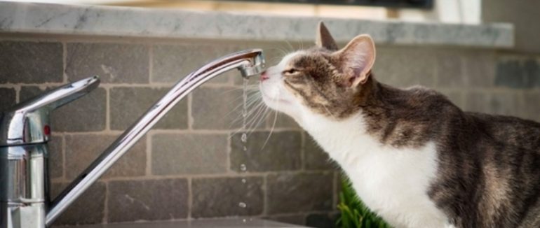 У Мукачеві понад 60 вулиць тимчасово без води