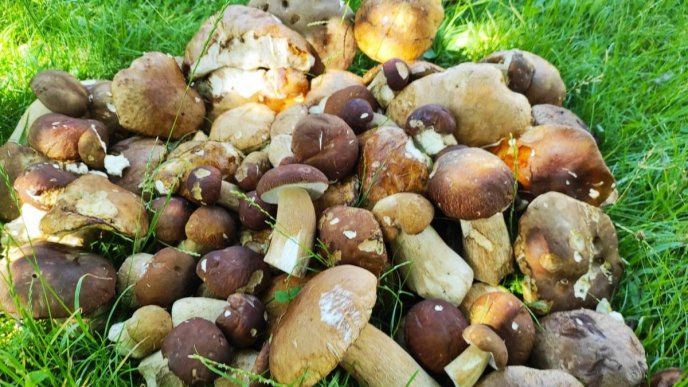 Грибний сезон у розпалі: закарпатці у соцмережах хизуються своїми знахідками