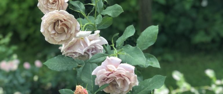 Гороскоп на 13 червня для всіх знаків зодіаку: день, коли ми будемо схильні до поверхневих висновків