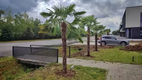 В Ужгороді з’явилася ще одна алея пальм