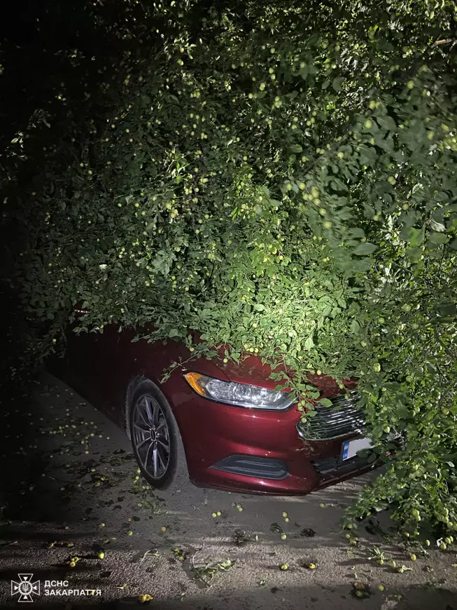 В Ужгороді дерево впало на автомобіль