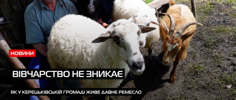 Історія вівчарського життя: у Керецьківській громаді поділилися секретом приготування сиру (ВІДЕО)