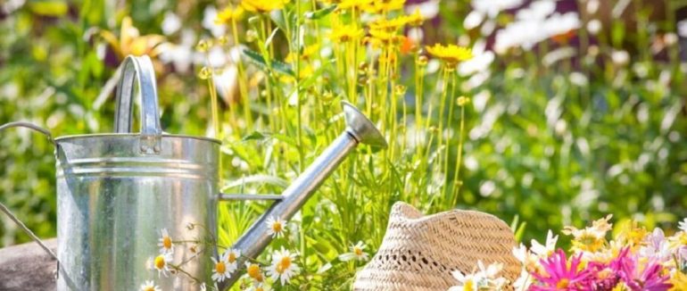 Які квіти посадити в червні: вони не бояться спеки та будуть пишно цвісти вже цього року