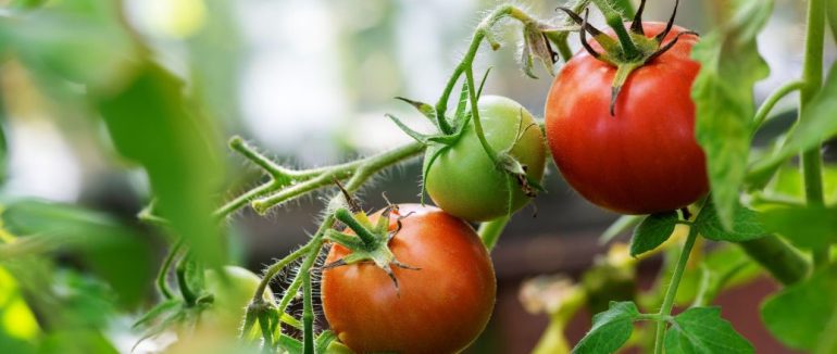 Не треба їх шкодувати: як обрізати помідори, щоб сформувати родючий кущ