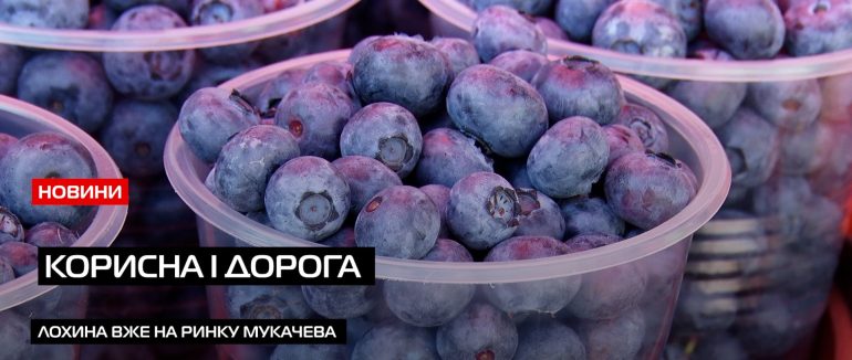 Смачна і корисна: скільки коштує лохина на ринках Мукачева? (ВІДЕО)