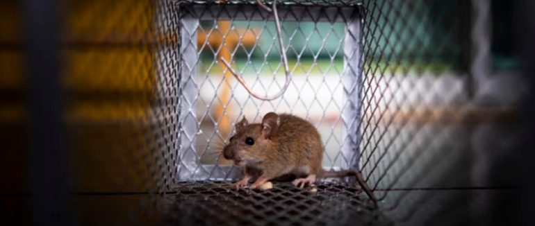 До уваги ужгородців: у місті труїтимуть щурів