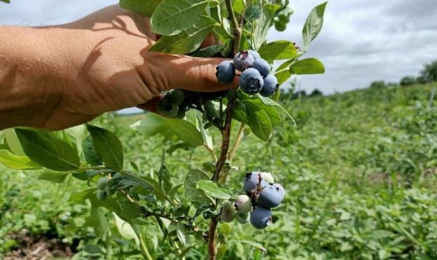 На Закарпатті неочікувано рано стартував сезон лохини