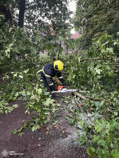 Заблоковані автівки: повалені дерева на Закарпатті перекрили дорогу транспорту (ФОТО)