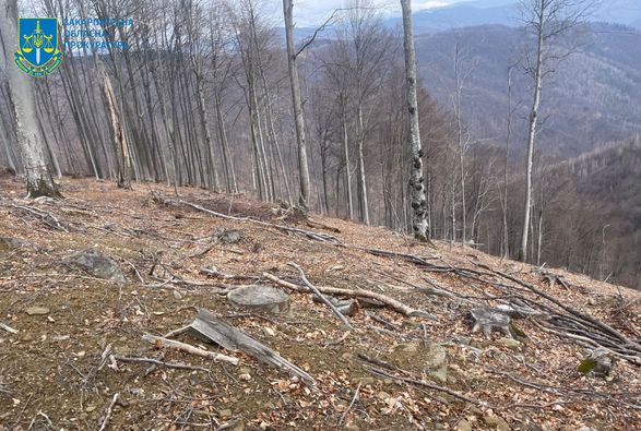 10,5 млн грн збитків через неправомірні рубки в Карпатах – судитимуть трьох посадовців лісоохорони