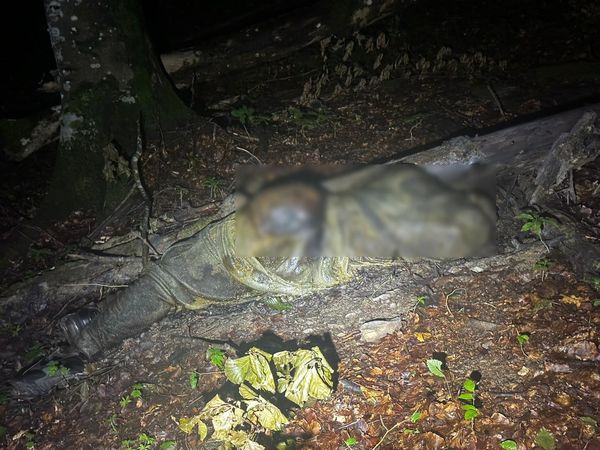 Кілька діб у лісі: на Закарпатті прикордонники знайшли тіло у горах (ФОТО)