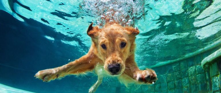 Як допомогти своєму собаці у спеку: поради кінологині