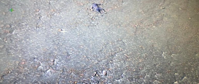 У Тисі, на кордоні з Румунією, виявили ще одного потопельника-“ухилянта”