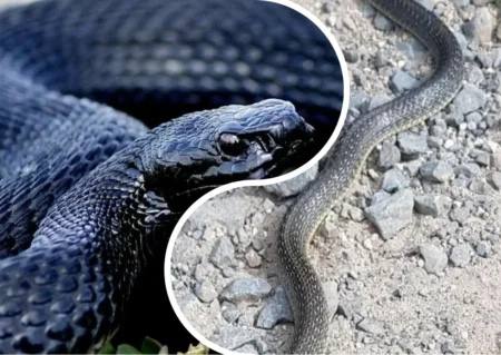 ㅤНа Закарпатті справжнє нашестя змій