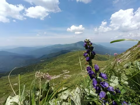 Літо в Карпатах : фото дня