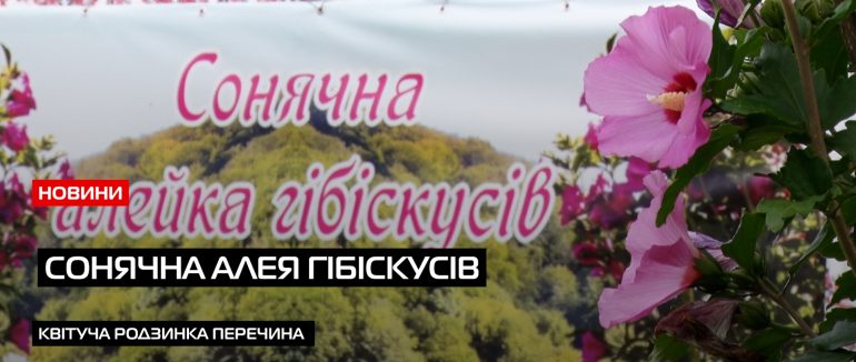Унікальна родзинка Перечина: історія про сонячну алею гібіскусів (ВІДЕО)