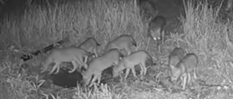 На Закарпатті фотопастка зафіксувала зграю з понад 10 шакалів (ВІДЕО)