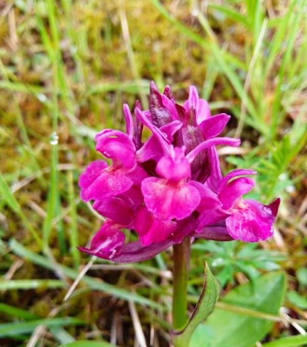 На території НПП «Синевир» знайшли рідкісну квітку