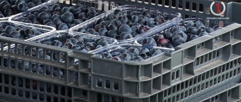 Сезон лохини у Великолучківській ТГ: на плантації смачної ягоди працює близько 900 людей (ВІДЕО)