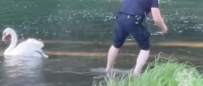 В Ужгороді патрульні врятували лебедя