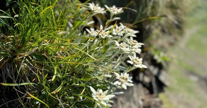 У горах зацвів едельвейс – квітка, яка є гербом Рахівського району