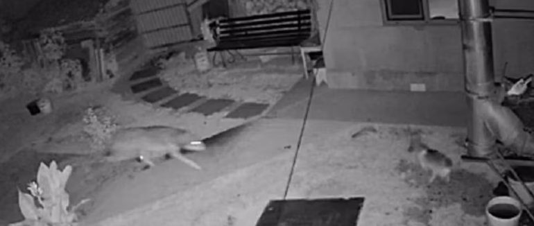 Зайшов у двір і загриз собаку: у селі на Закарпатті камери зафіксували вовка (ВІДЕО)