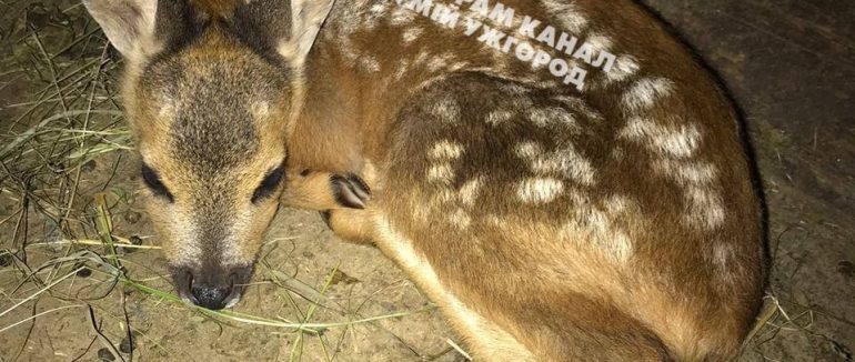 На Закарпатті врятували оленя, за яким ганялися собаки