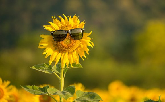 На Закарпатті буде теплий тиждень, подекуди з дощами